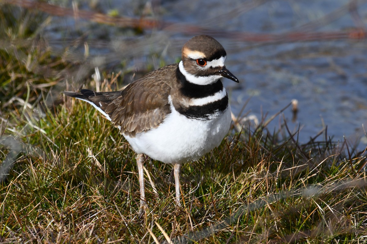 Killdeer - ML629434482