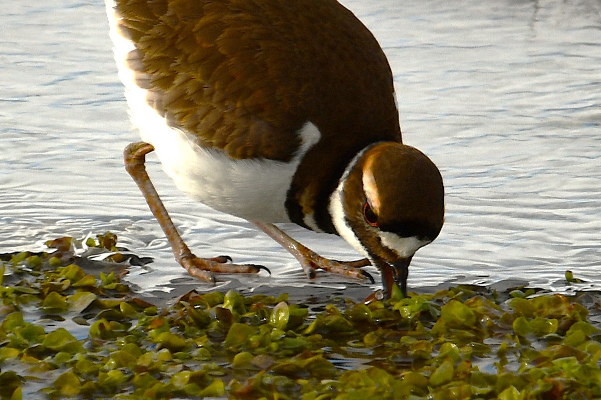 Killdeer - ML629434497