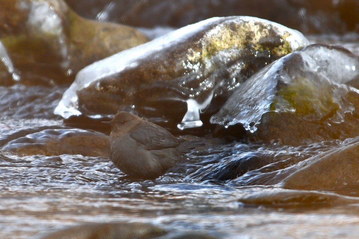 American Dipper - ML629434607