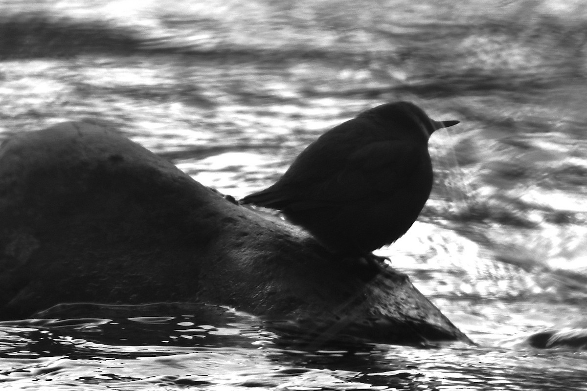 American Dipper - ML629434611