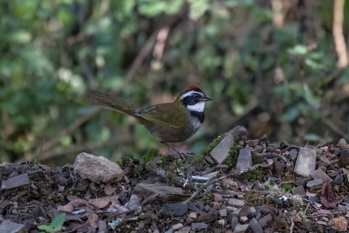 Collared Towhee - ML629434619