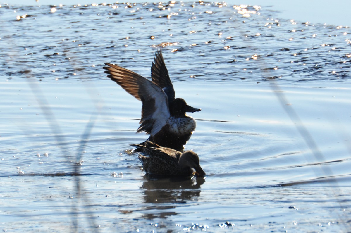 Northern Shoveler - ML629434623
