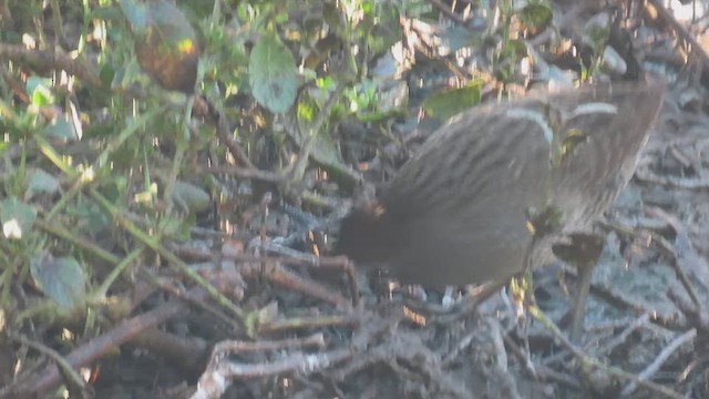 Slaty-breasted Rail - ML629434694