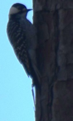 Red-cockaded Woodpecker - ML629434858