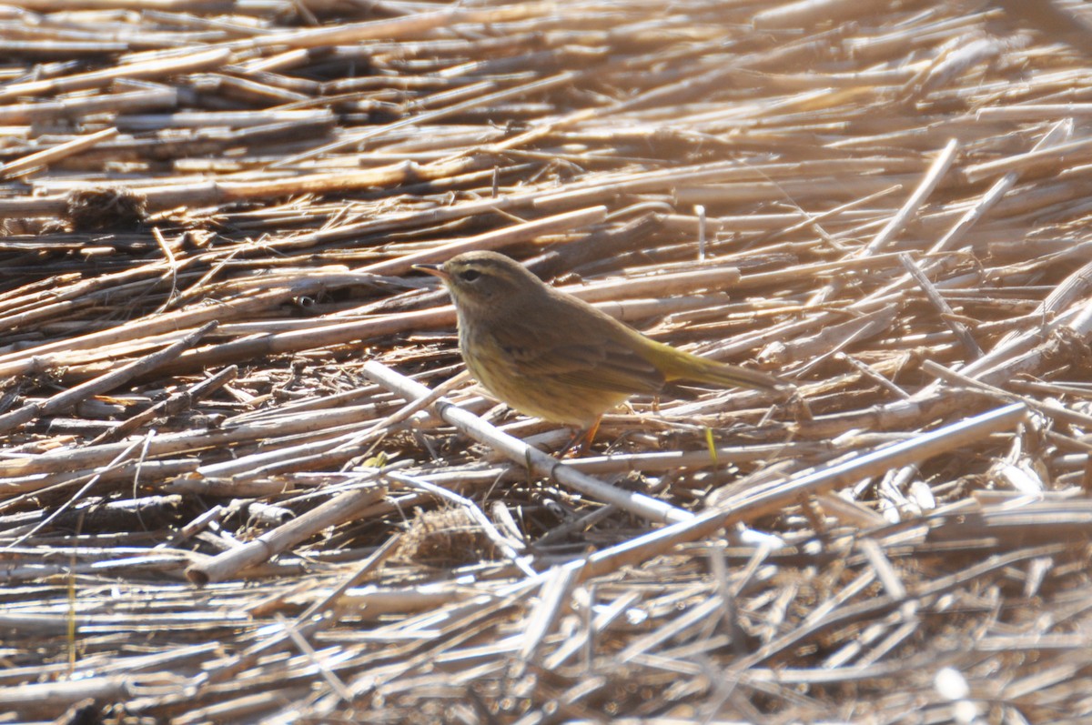 Palm Warbler - ML629434869