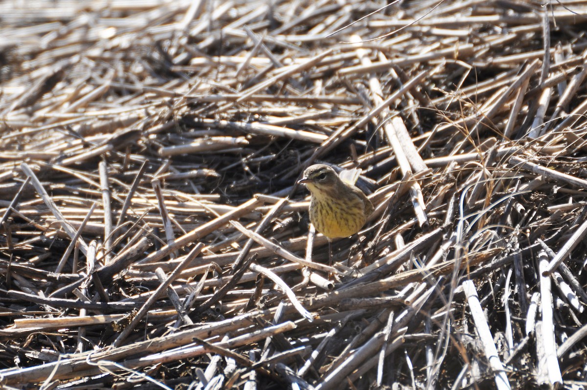 Palm Warbler - ML629434871