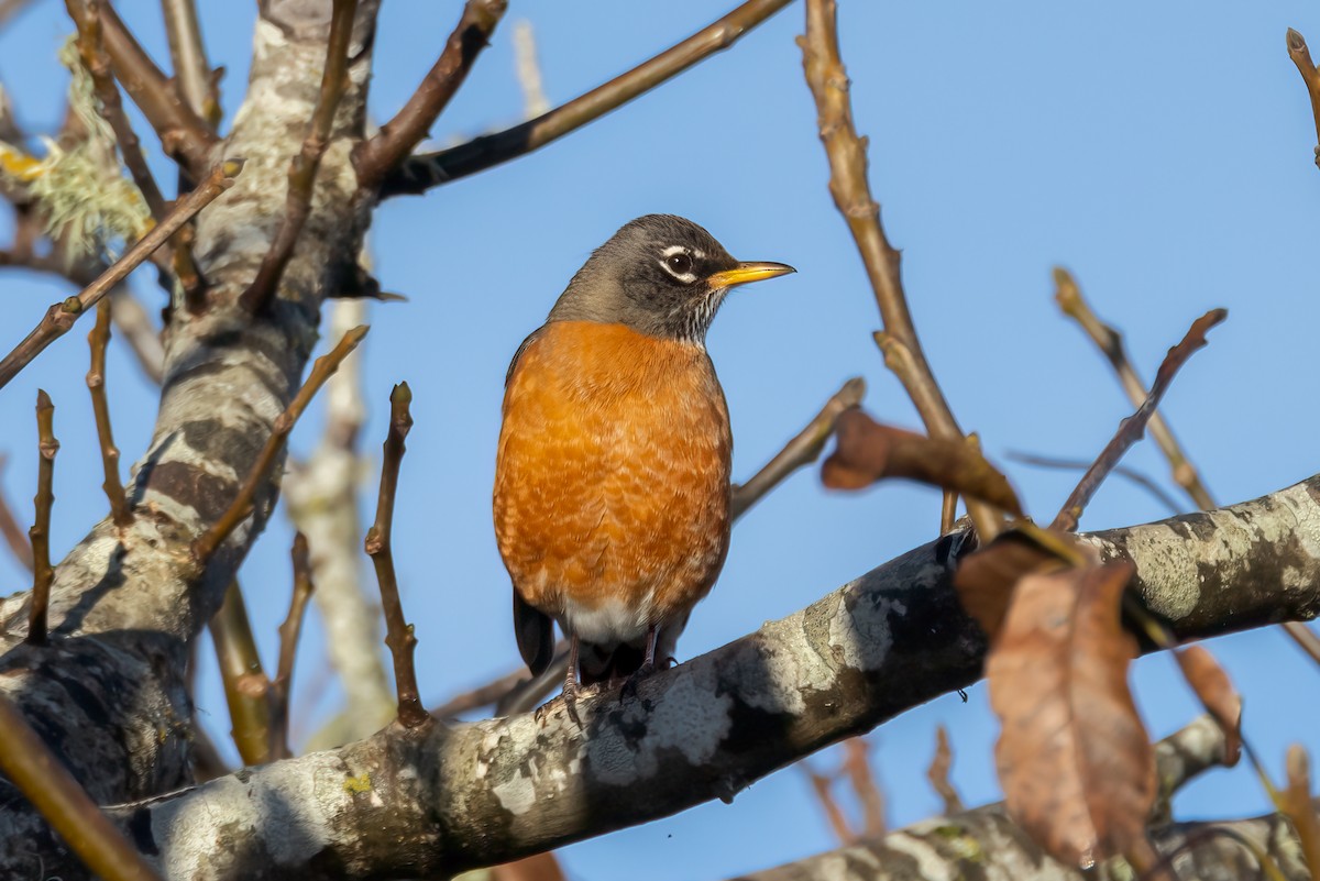 American Robin - ML629434879