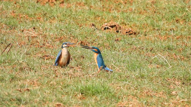 Common Kingfisher - ML629435075