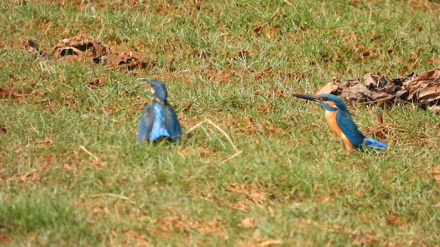 Common Kingfisher - ML629435082