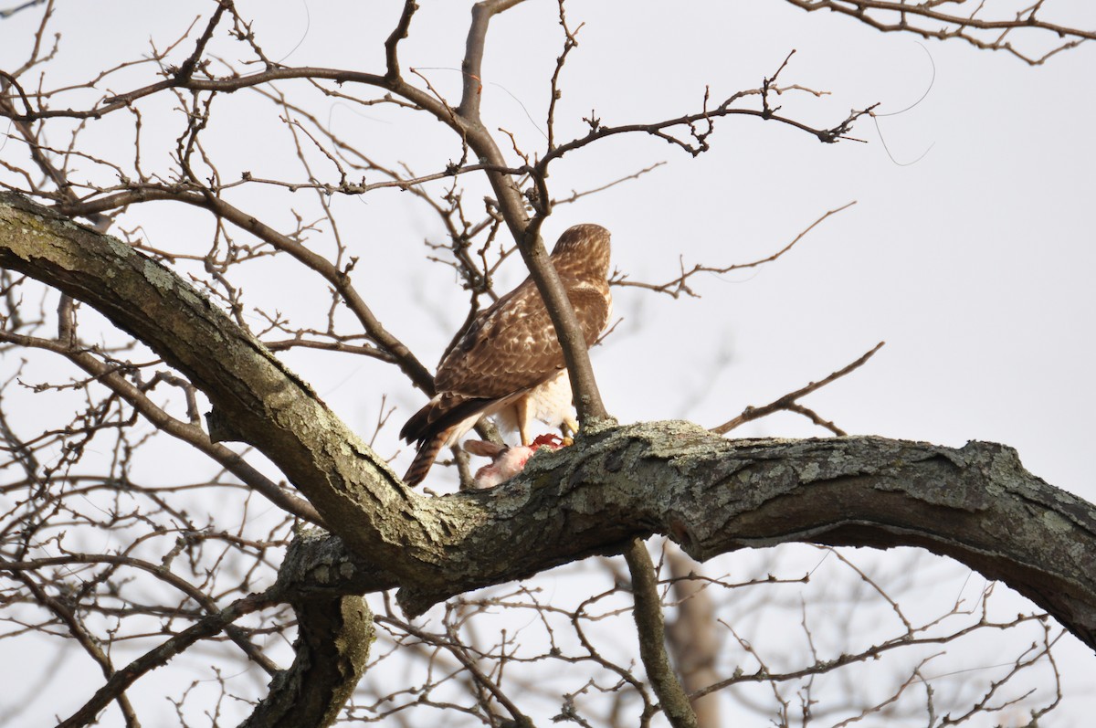 Red-tailed Hawk - ML629435244