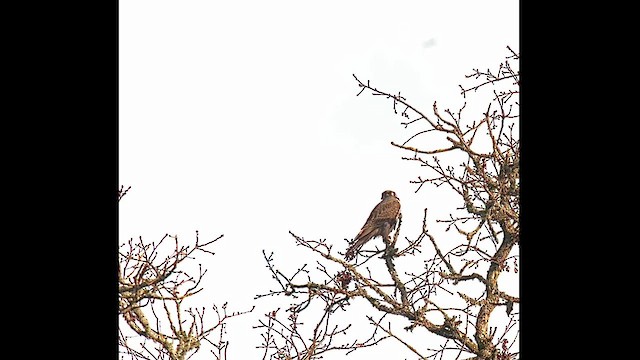 Prairie Falcon - ML629435633