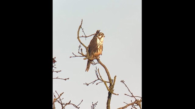 Prairie Falcon - ML629435635