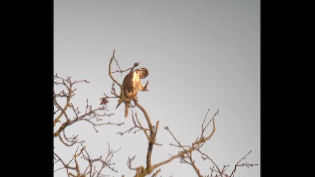 Prairie Falcon - ML629435637