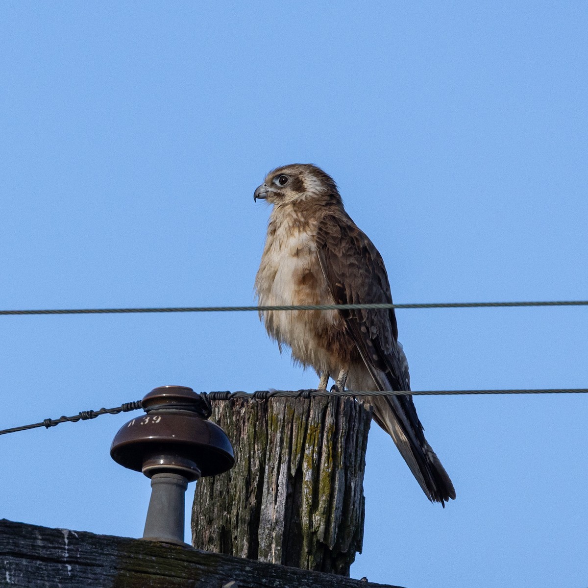Halcón Berigora - ML629435702