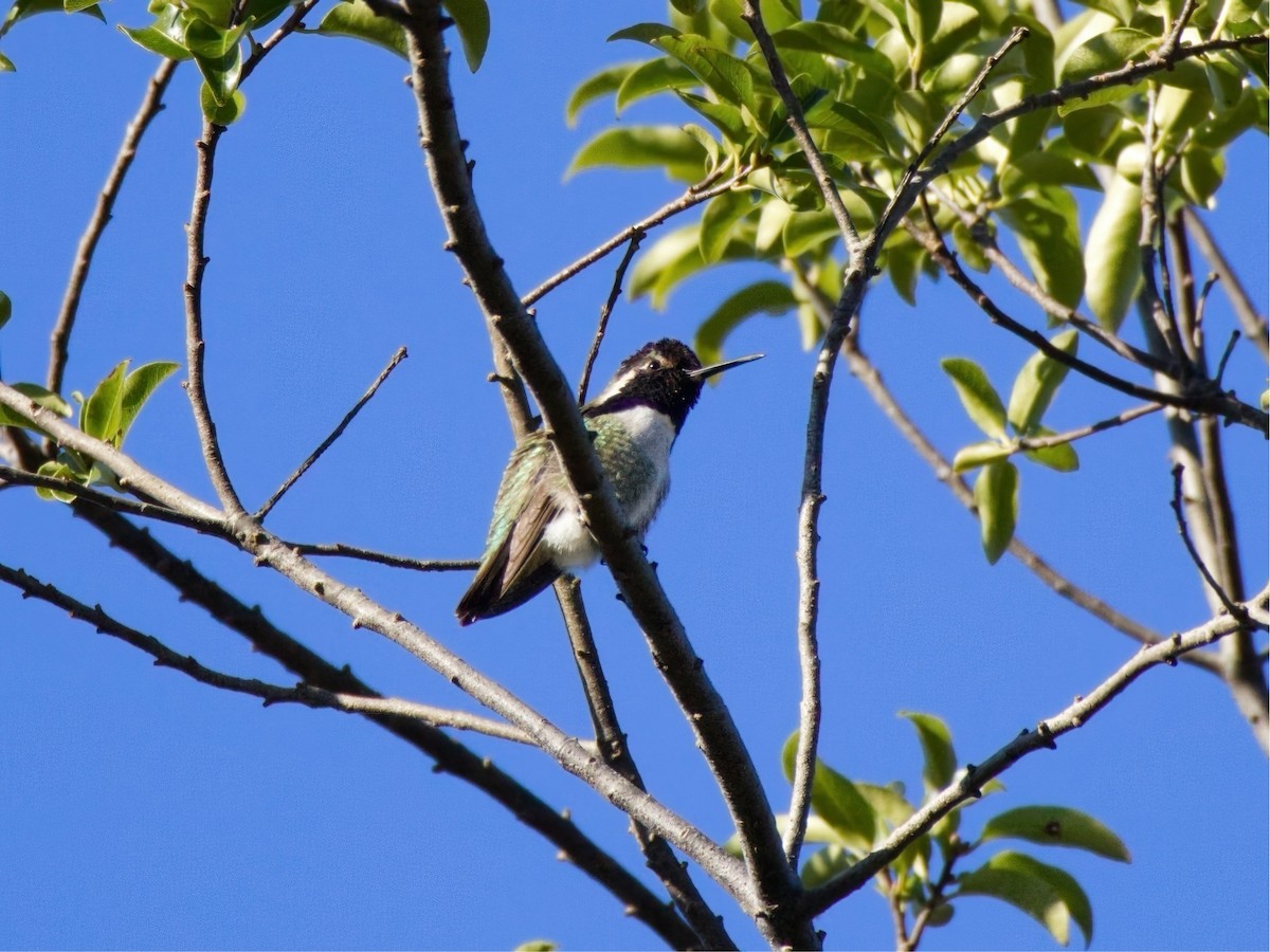 Costa's Hummingbird - ML629435710
