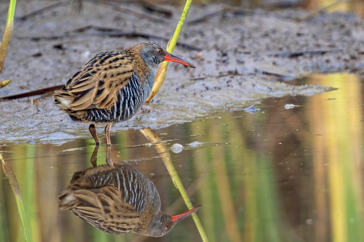 Water Rail - ML629435935