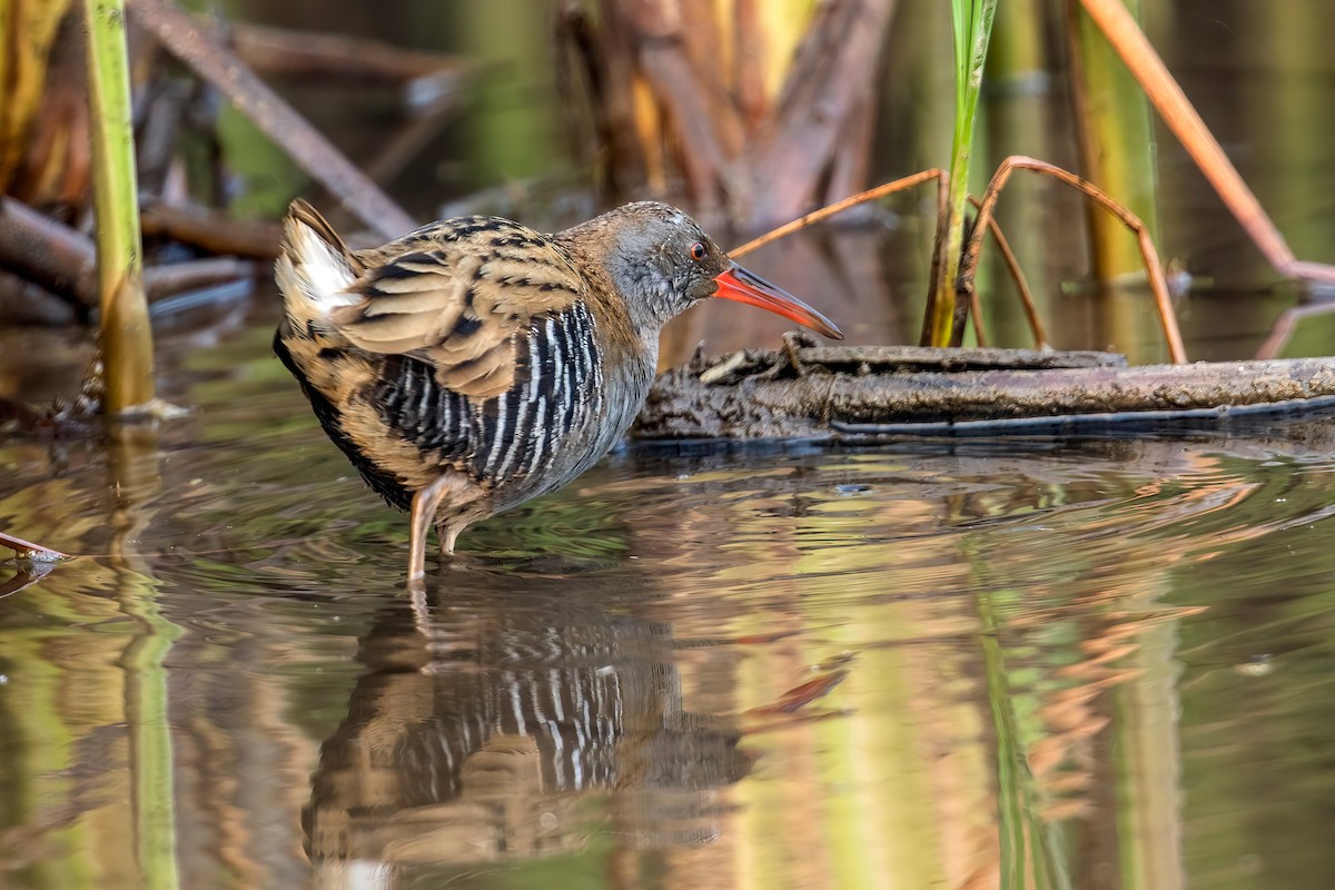 Water Rail - ML629435937