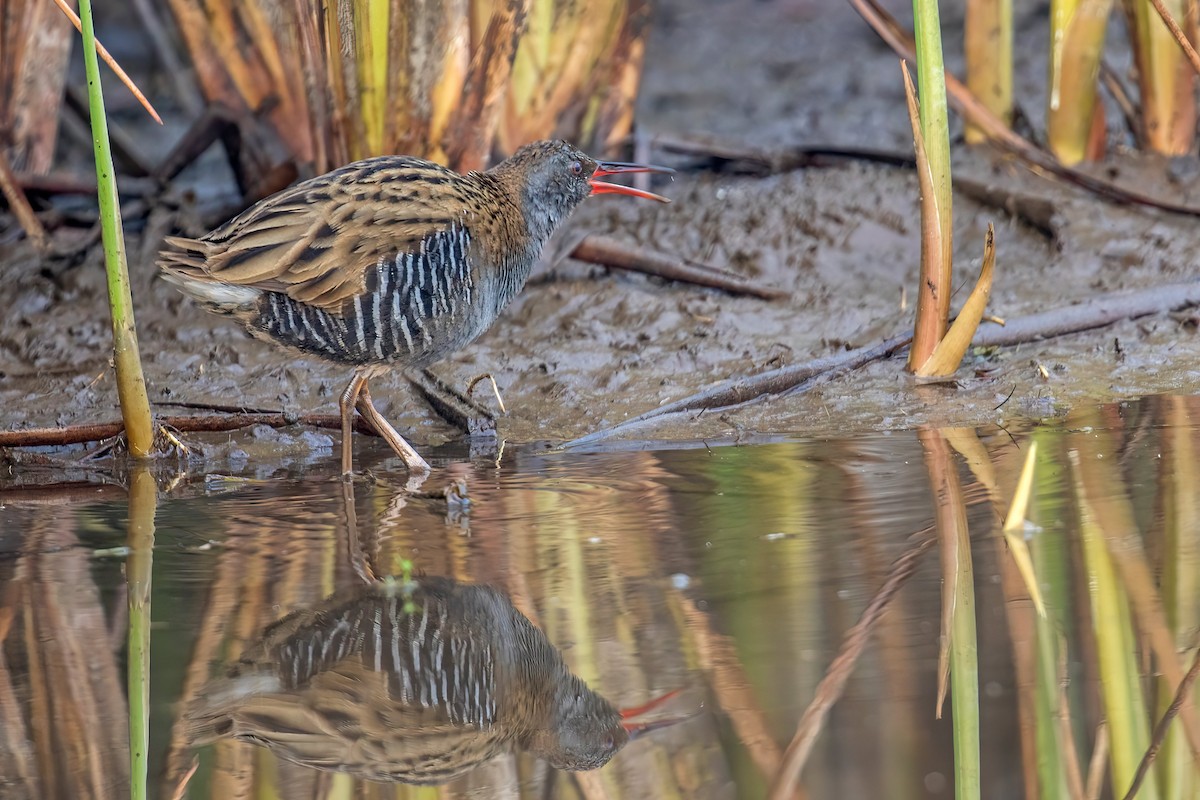 Water Rail - ML629435938