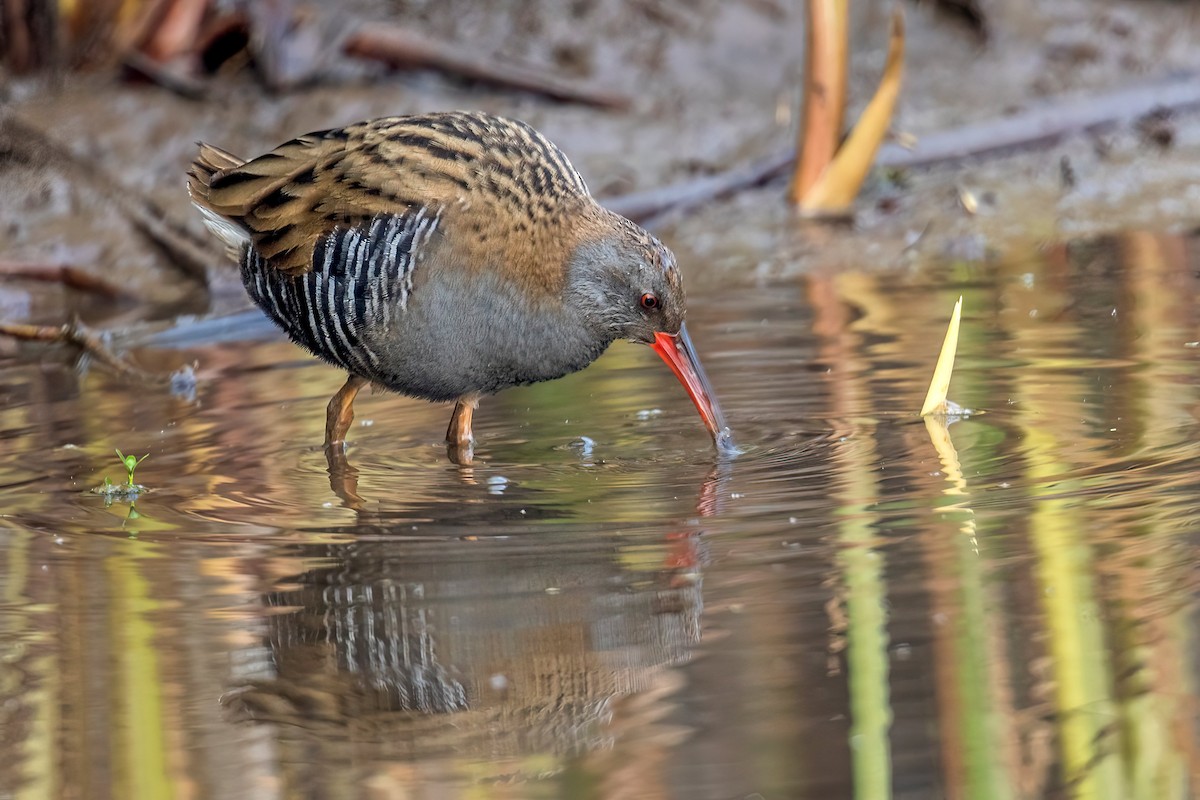 Water Rail - ML629435939