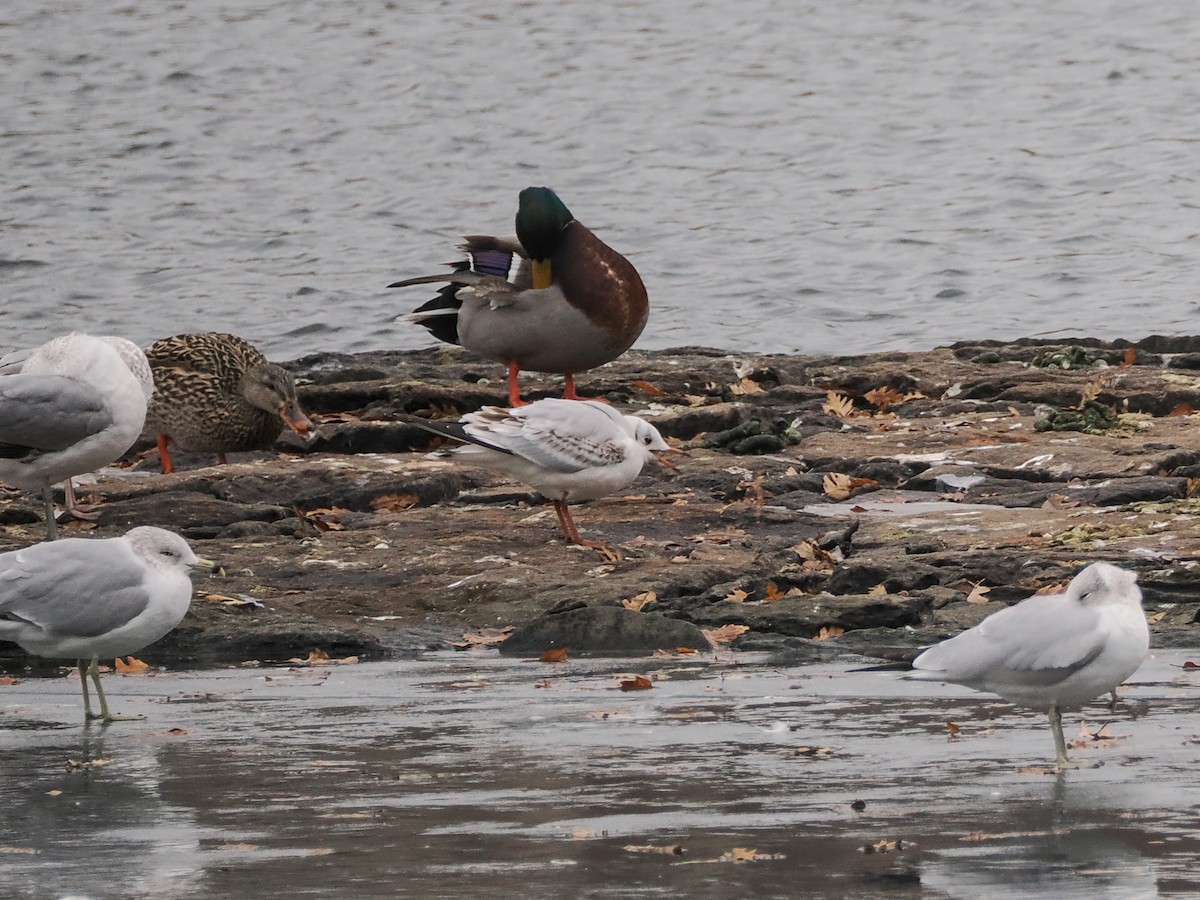 Black-headed Gull - ML629436366