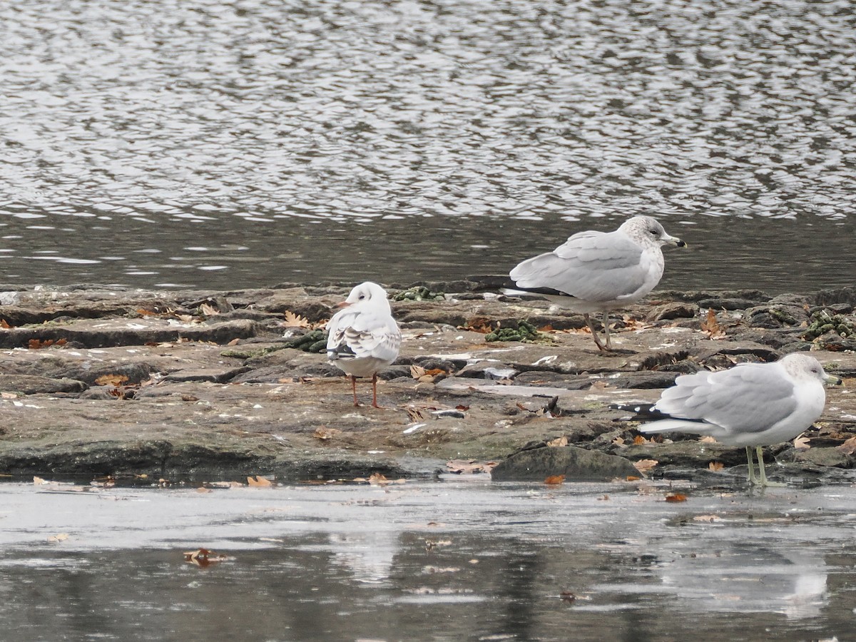 Black-headed Gull - ML629436367