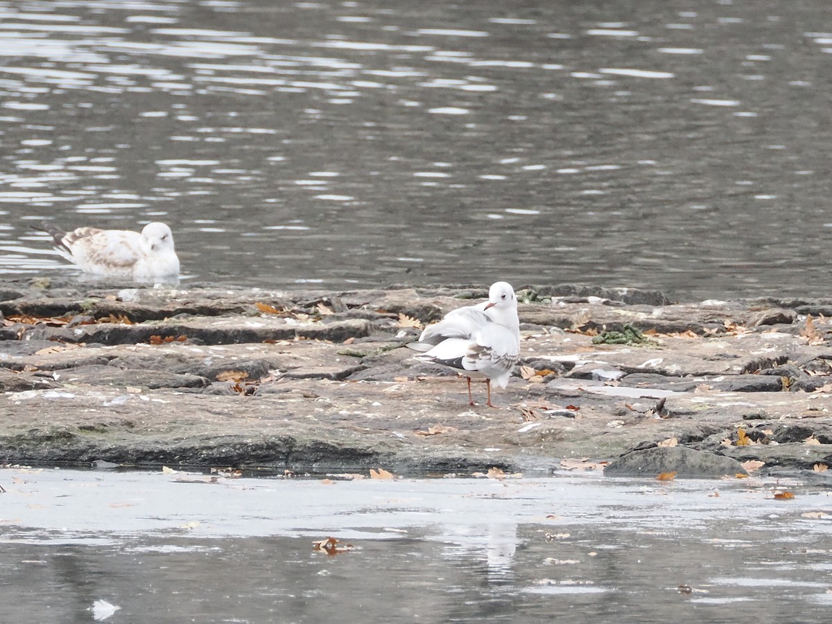 Black-headed Gull - ML629436368