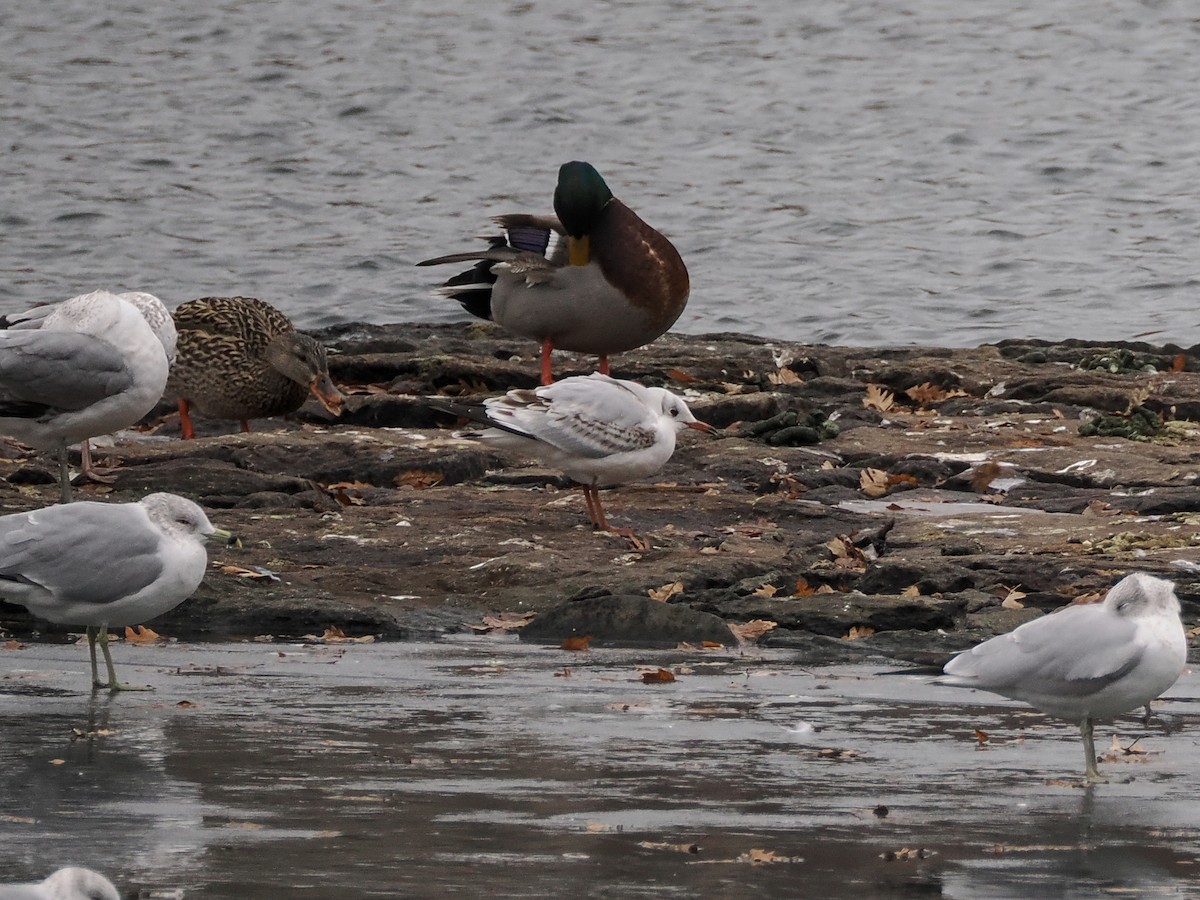 Black-headed Gull - ML629436369