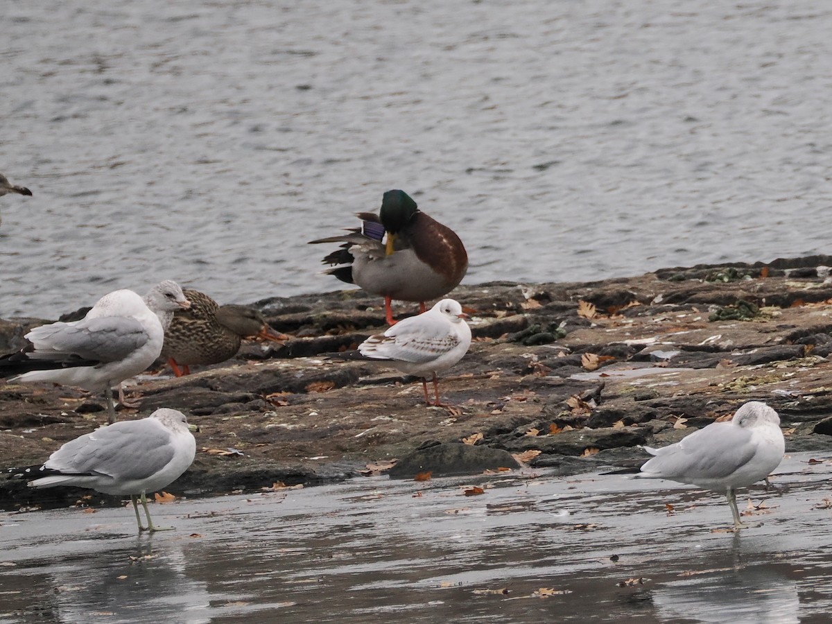 Black-headed Gull - ML629436370