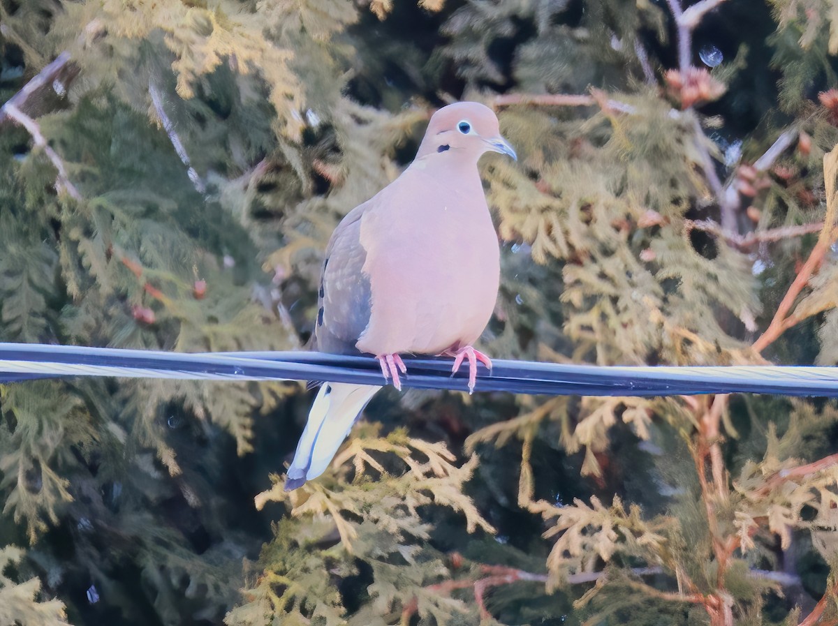 Mourning Dove - ML629436472
