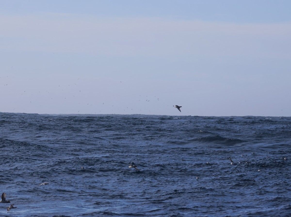 Fulmar Prion - ML629436544