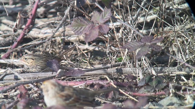ヒメウタスズメ - ML629436894
