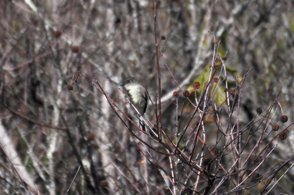 Eastern Phoebe - ML629436966