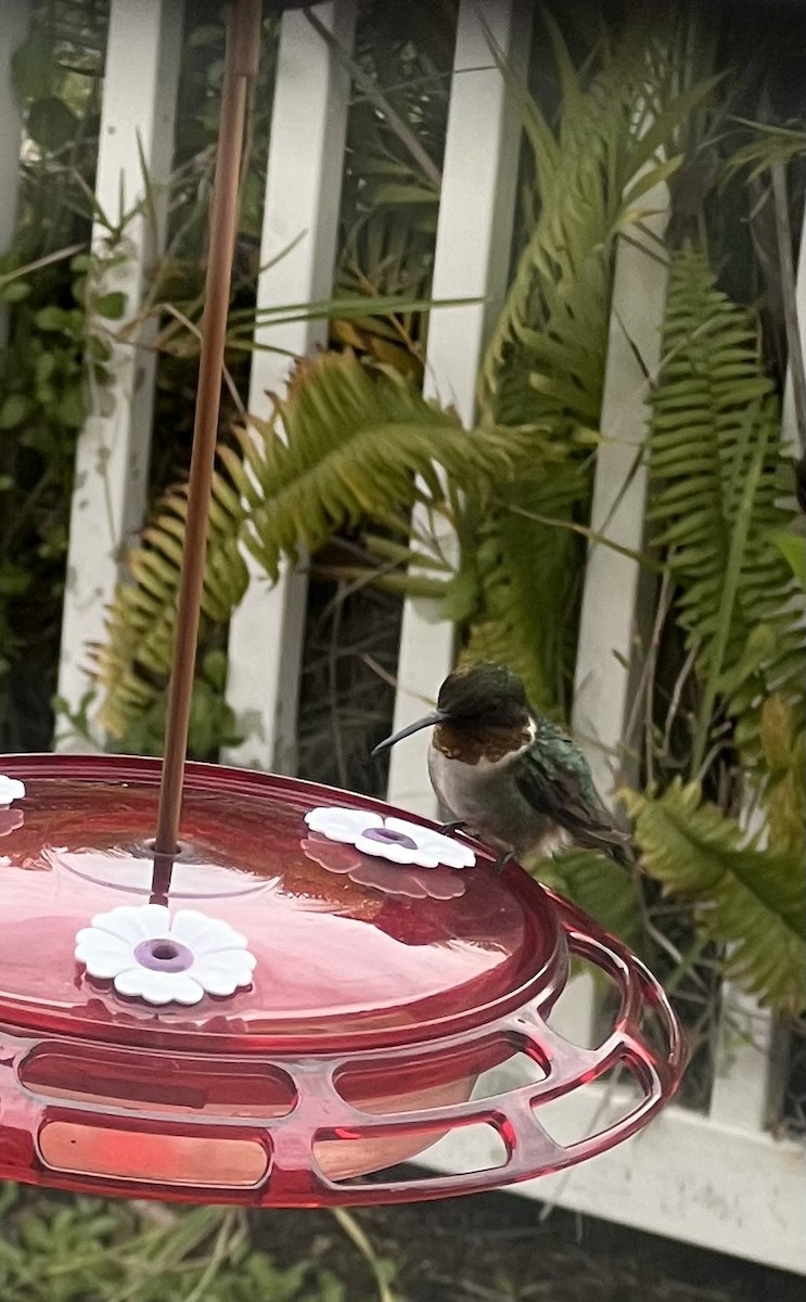 Ruby-throated Hummingbird - ML629437234