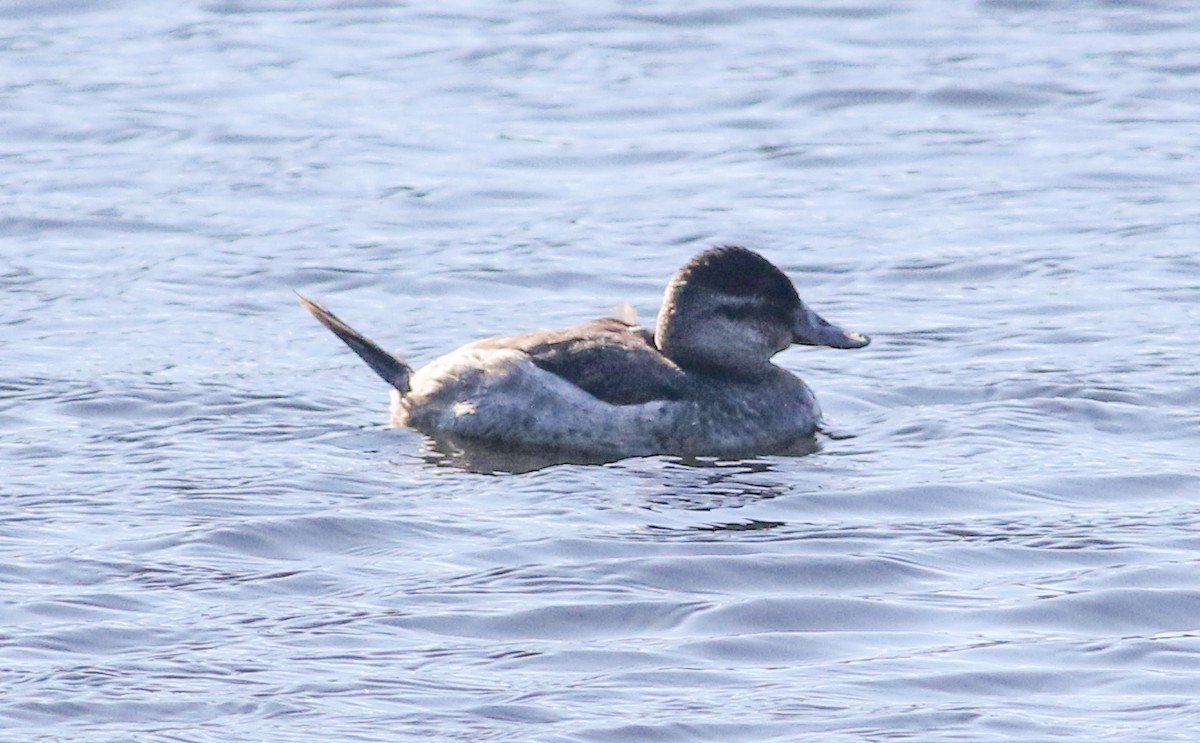 Ruddy Duck - ML629437308