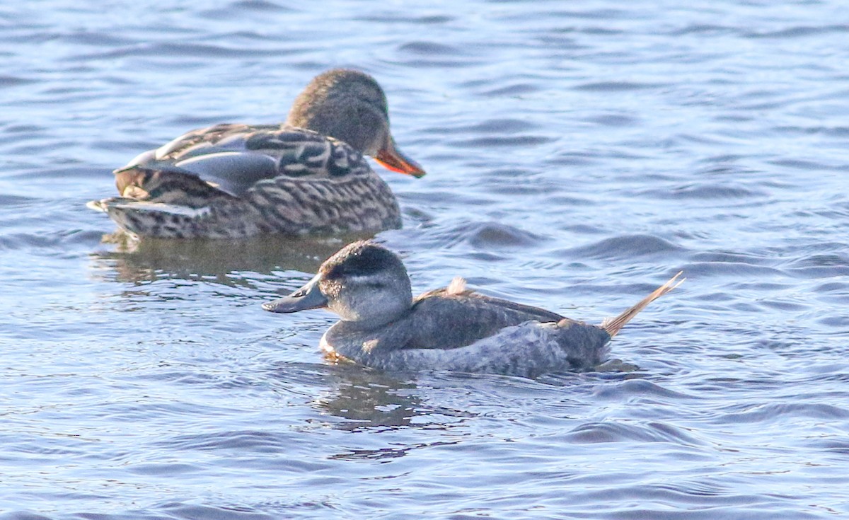 Ruddy Duck - ML629437309