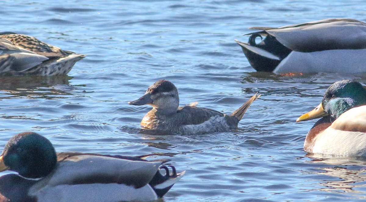 Ruddy Duck - ML629437310