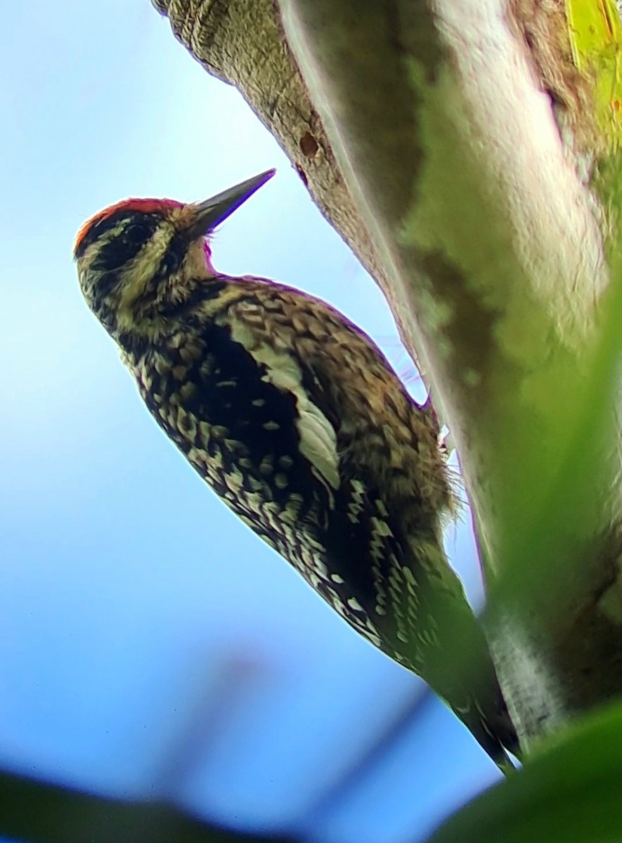 Yellow-bellied Sapsucker - ML629437337
