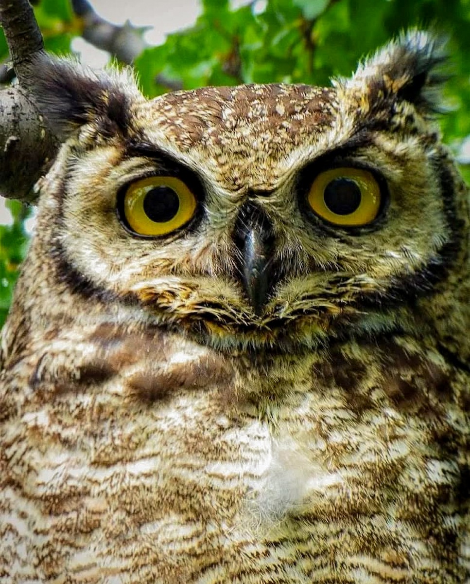 Lesser Horned Owl - ML629437572