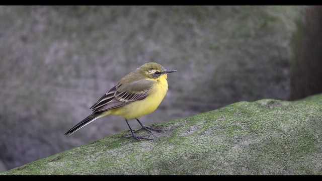 Eastern Yellow Wagtail (Green-headed) - ML629437576