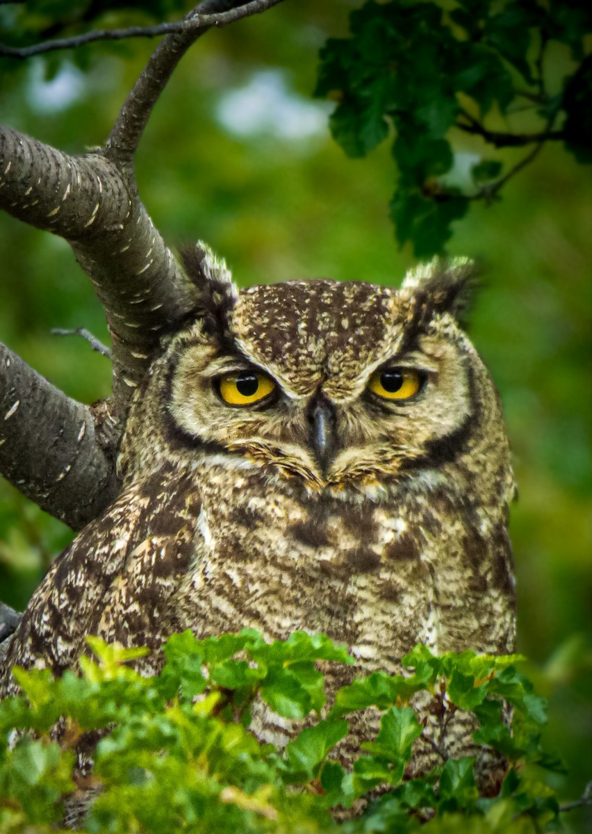 Lesser Horned Owl - ML629437681