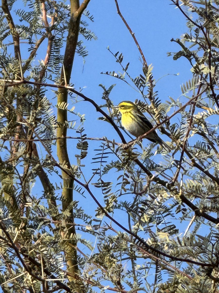 Townsend's Warbler - ML629437871