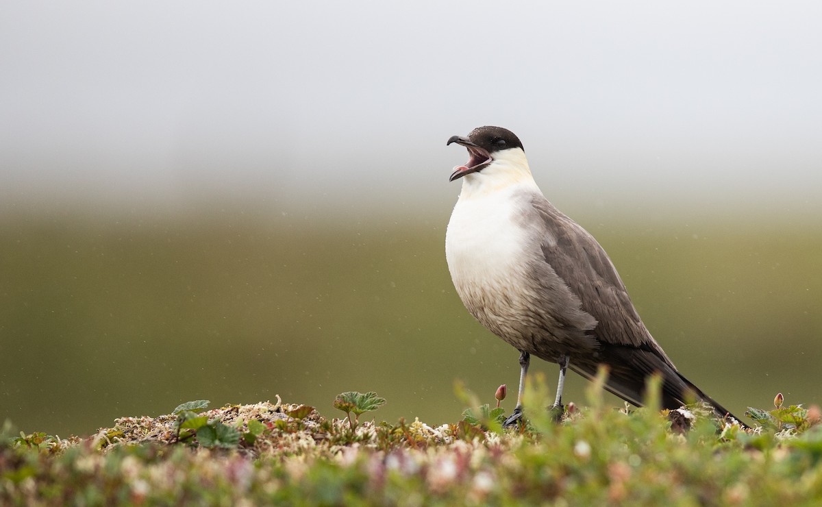 Long-tailed Jaeger - ML629437948