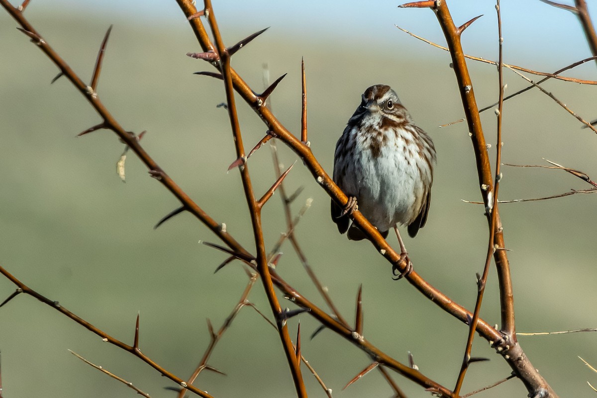 Bruant chanteur - ML629437952