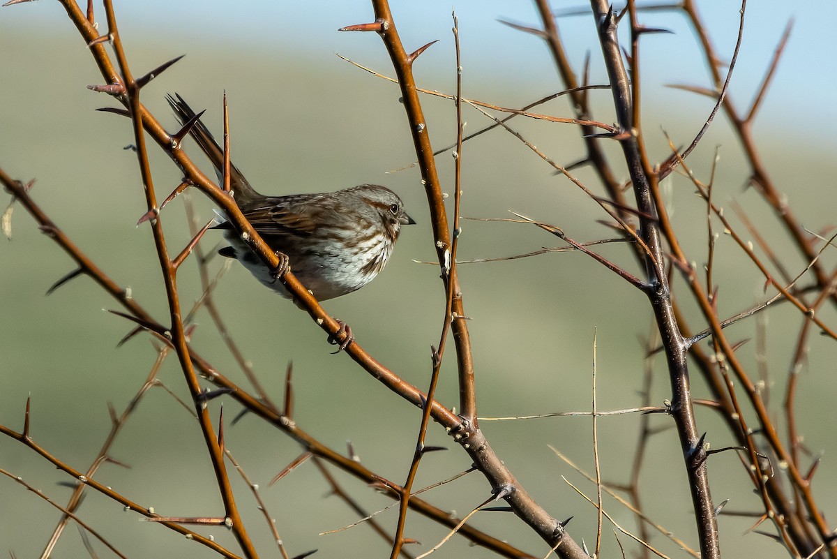 Bruant chanteur - ML629437953