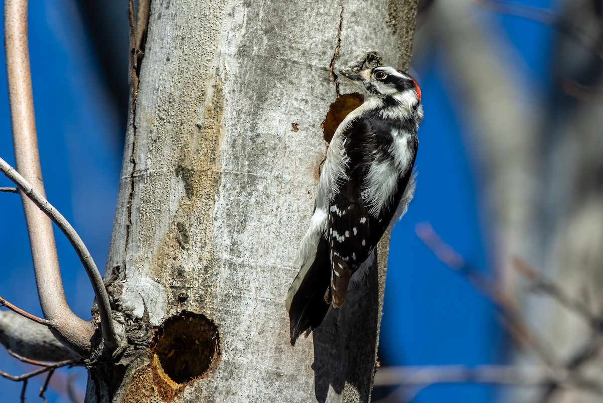 Pic mineur - ML629437989