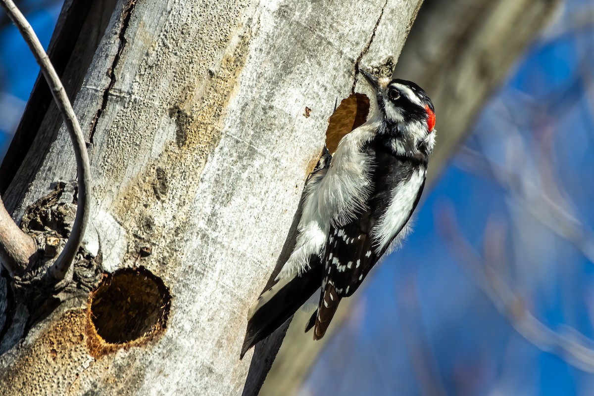 Pic mineur - ML629437990