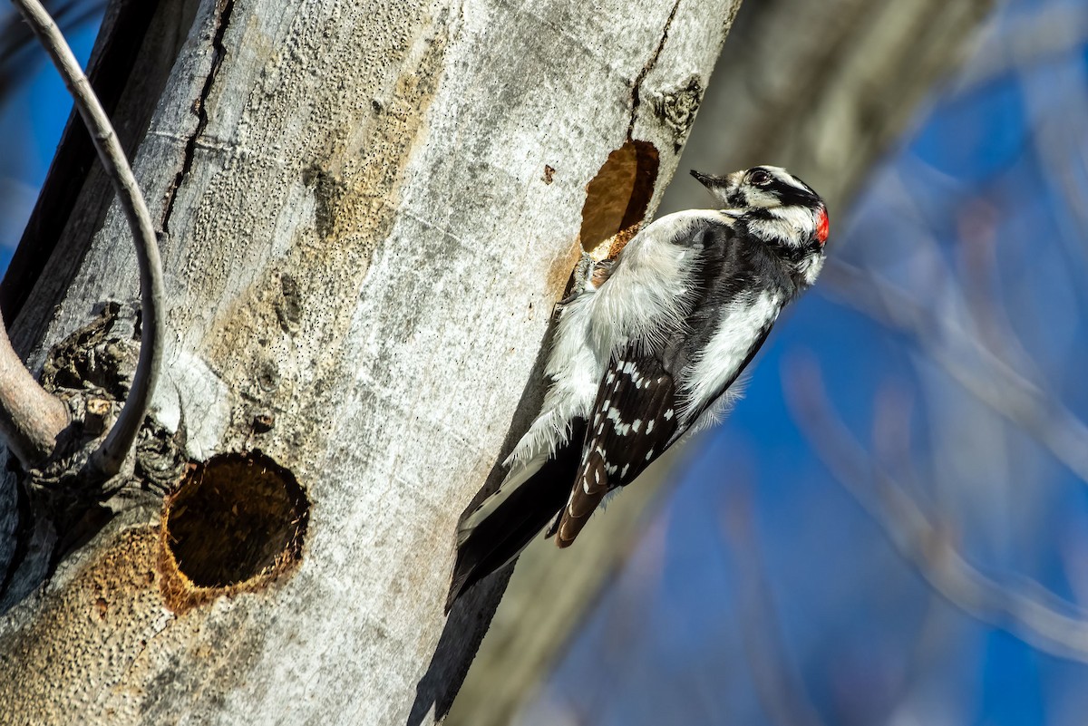 Pic mineur - ML629437991