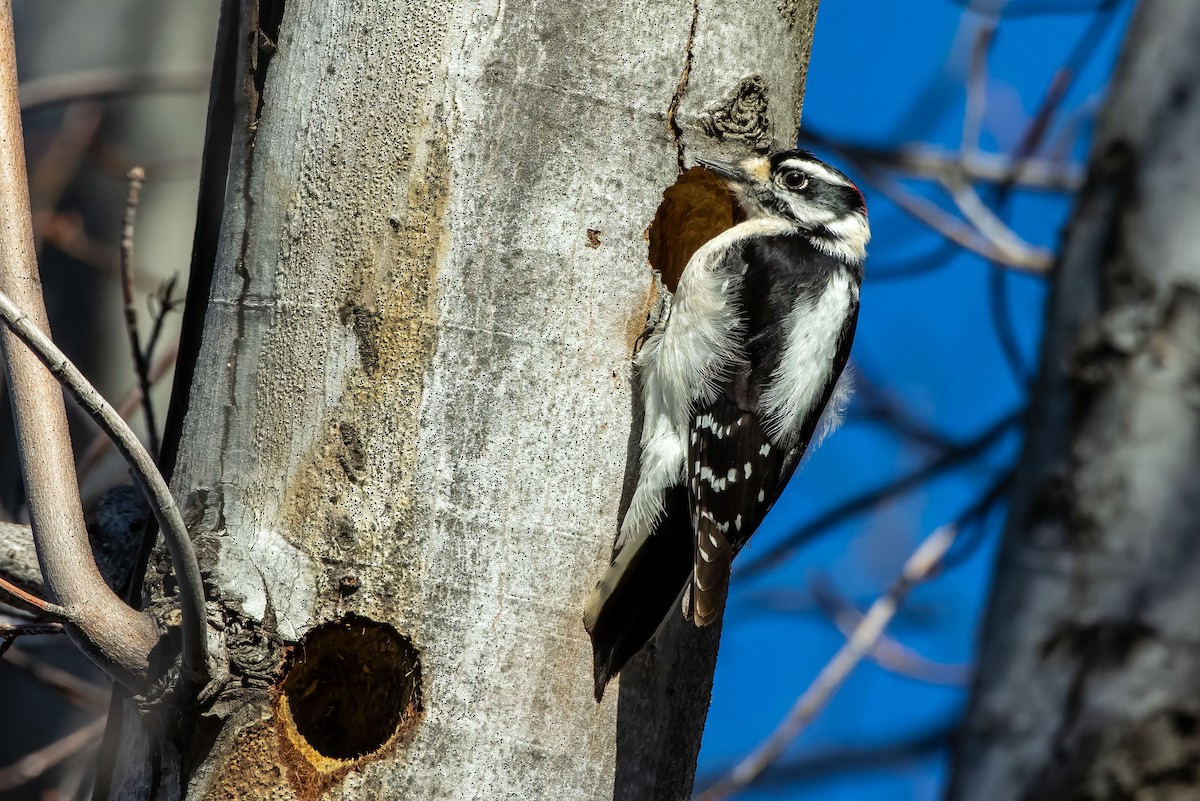 Pic mineur - ML629437992