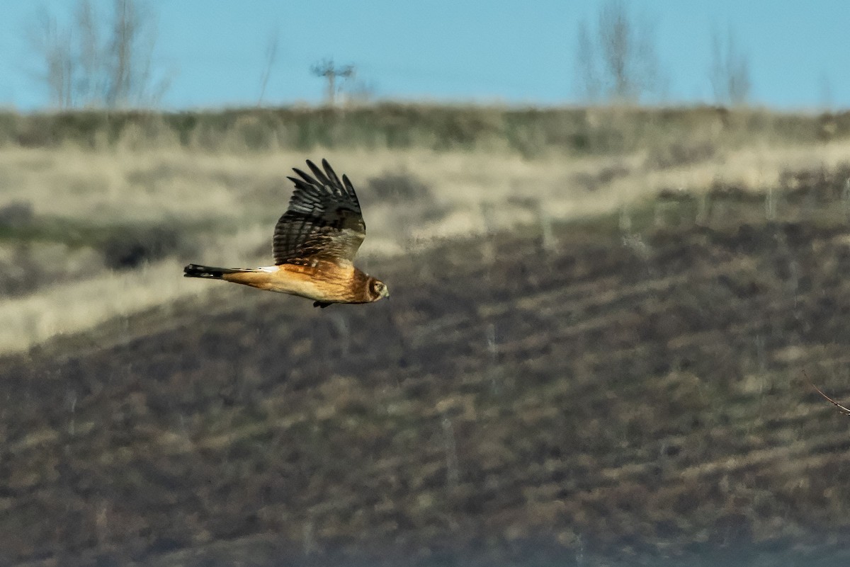 Busard des marais - ML629438136