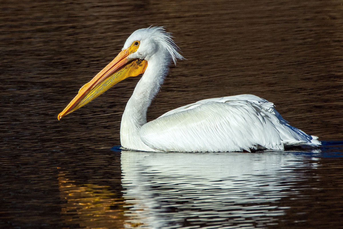 Pélican d'Amérique - ML629438201